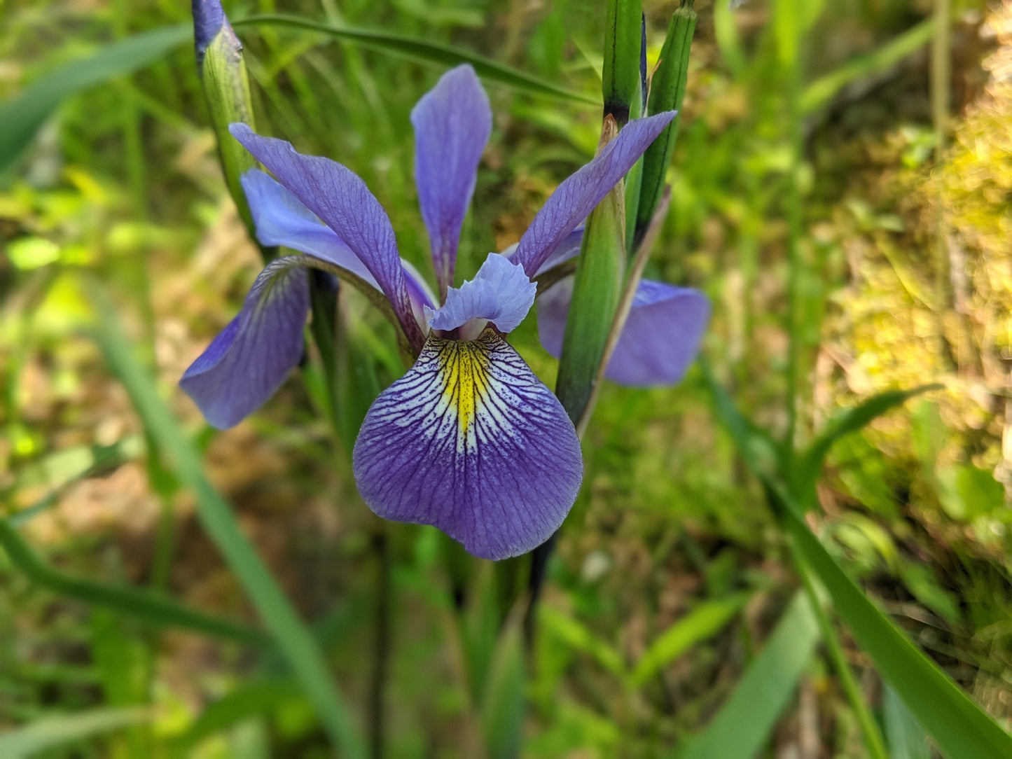 A close-up image of a purple flower, likely a type of iris, with early foliage in the background.