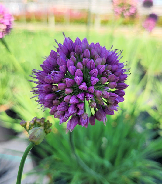 A close-up image of a purple flowering onion with a cluster of flowers at the top, surrounded by green foliage.