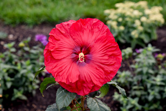 A close-up image of a red hibiscus flower with a prominent central flower surrounded by green foliage.