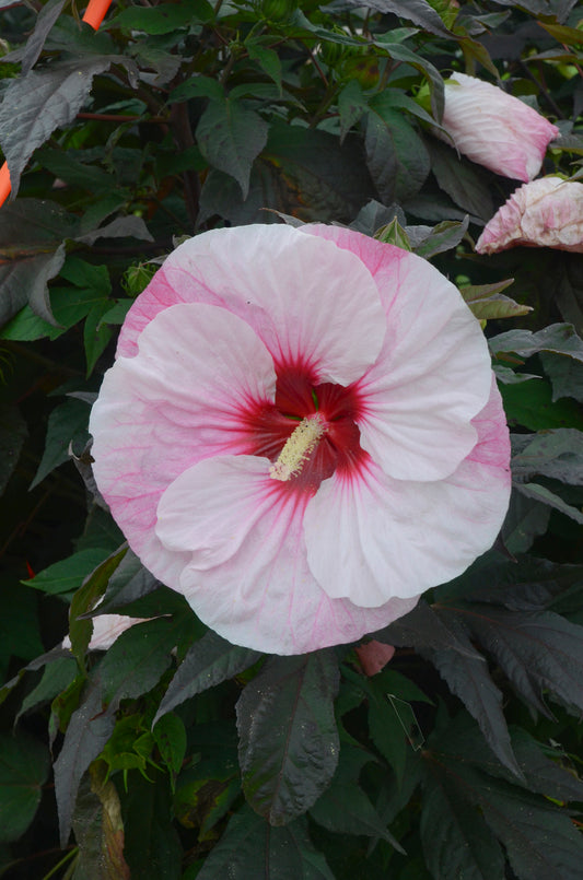 A close-up image of a rose mallo flower with pink and white petals and a red center, surrounded by green maple-like leaves.