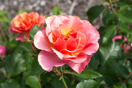 A close-up image of a single pink rose with orange shades, showing scalloped petals and a vibrant center.