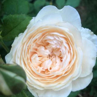 A close-up image of a white and yellow 'Windermere' English shrub rose with fully opened petals showcasing its center.