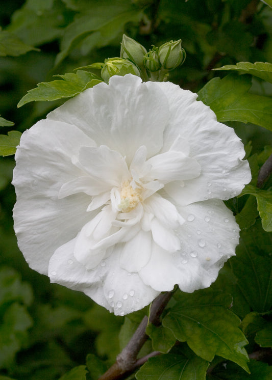 A close-up image of a white chiffon rose of Sharon flower with water droplets on its petals.