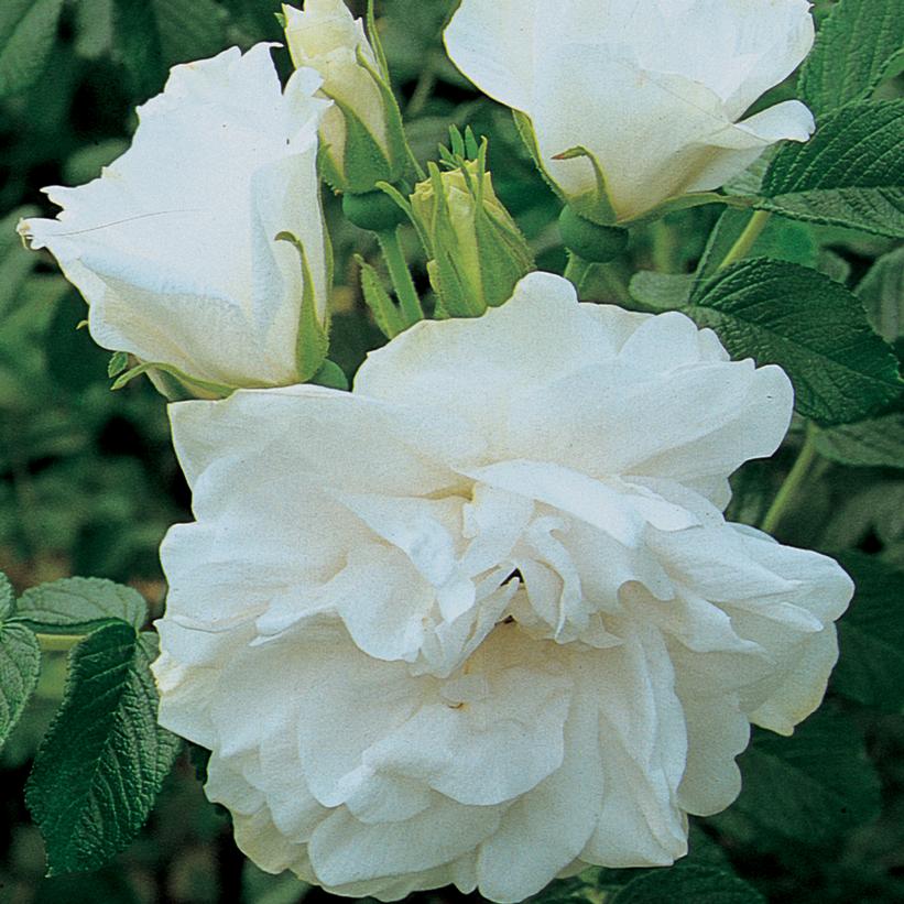 A close-up image of a white rugosa rose bush with fully bloomed flowers.