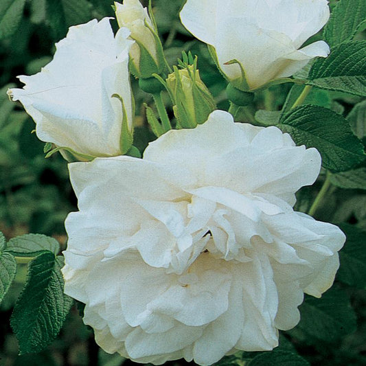 A close-up image of a white rugosa rose bush with fully bloomed flowers.