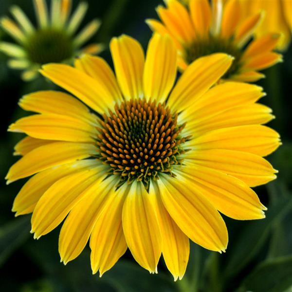 A close-up image of a yellow Coneflower with a white central ring and an orange cone, surrounded by green foliage.
