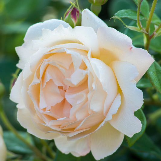 A close-up image of a yellow climbing rose with red-tinged buds, blooms, and green foliage in the background.