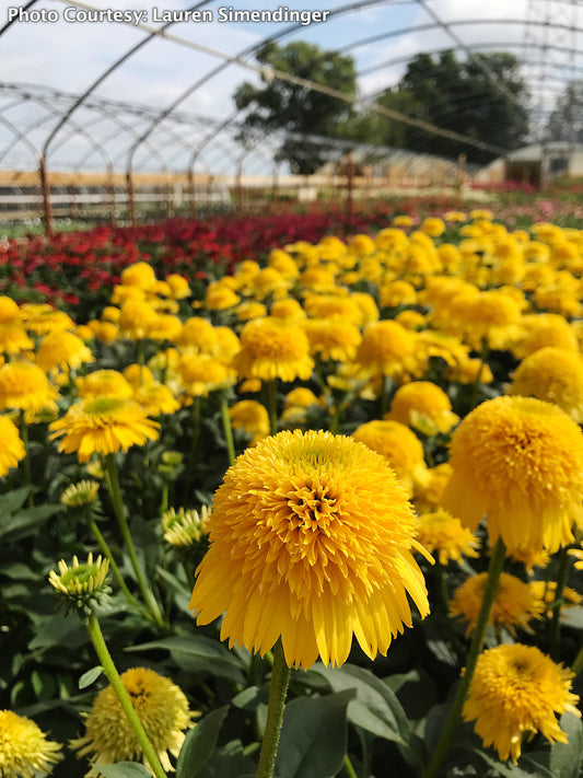 A close-up image of a yellow double coneflower with a green stem, in a garden setting.