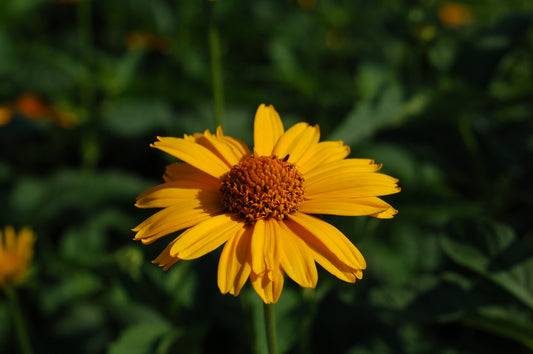 A close-up image of a yellow flowering plant with a daisy-like appearance, in a garden setting.