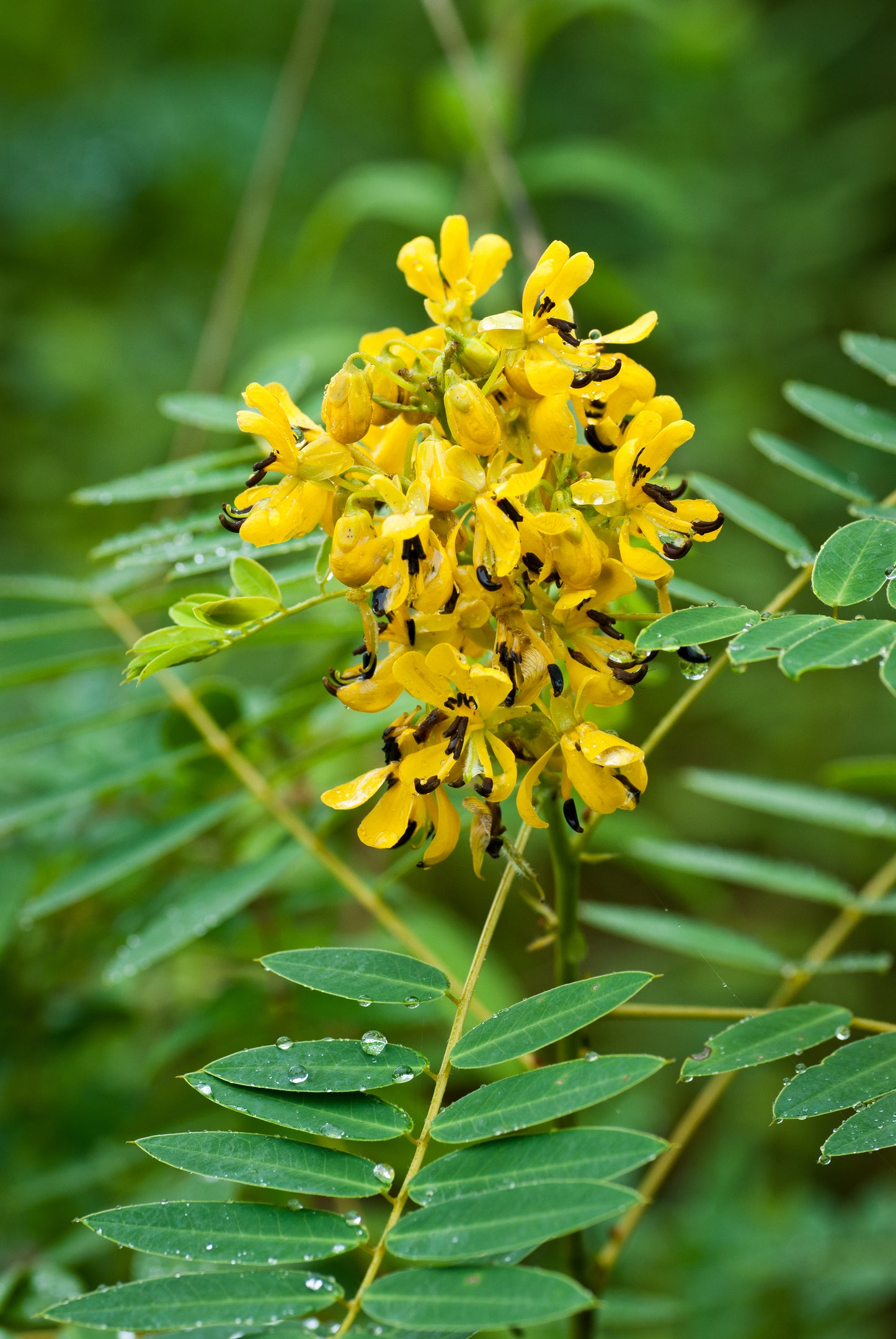 A close-up image of a yellow flowering plant with bees visiting, likely a Wild Senna, surrounded by green foliage.