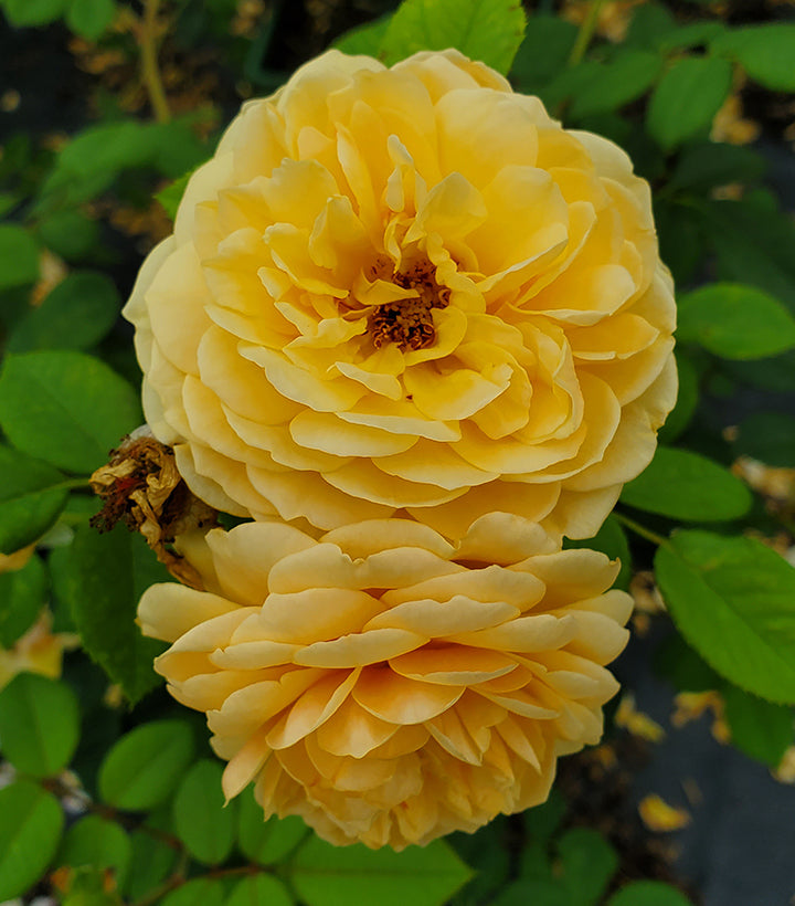 A close-up image of a yellow rose with a rich, velvety texture and a Tea Rose scent, growing in a garden setting.