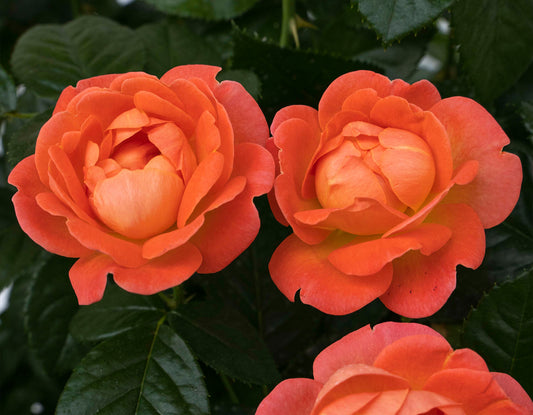 A close-up image of an Orange Glow Knock Out Rose with vibrant orange blooms and green foliage.