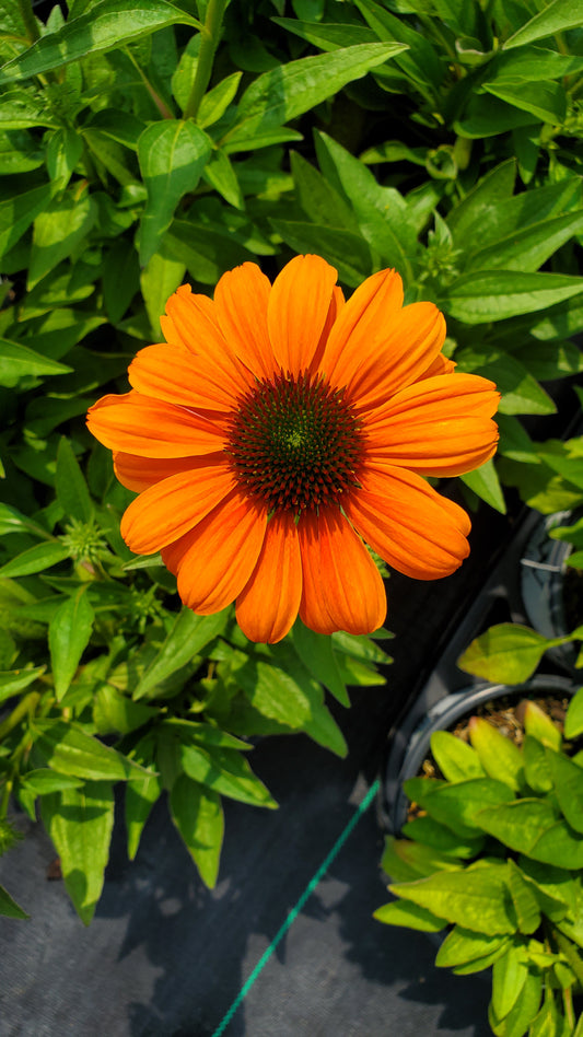 A close-up image of an orange coneflower with dark green leaves in the background.