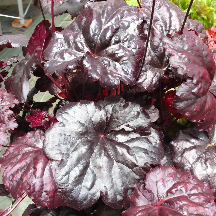 A close-up image of dark purple foliage of Black Sea Coral Bells, Heuchera, showing textured leaves.