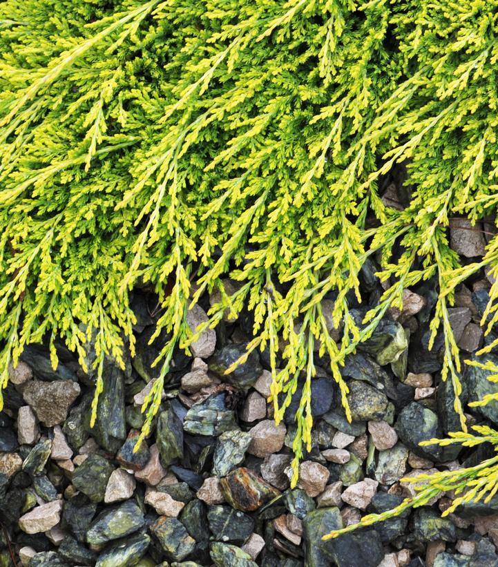 A close-up image of green prostrate juniper foliage spreading across a bed of dark mulch.