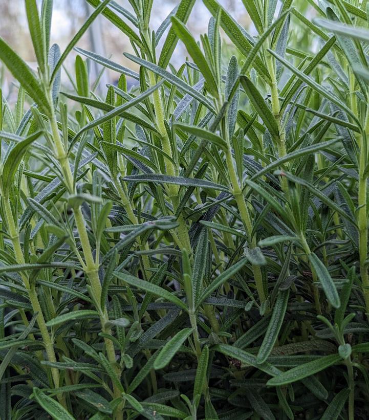 A close-up image of lush green Rosemary leaves displaying its texture and color.