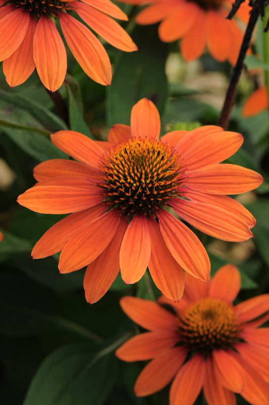 A close-up image of orange coneflowers with green foliage in the background.