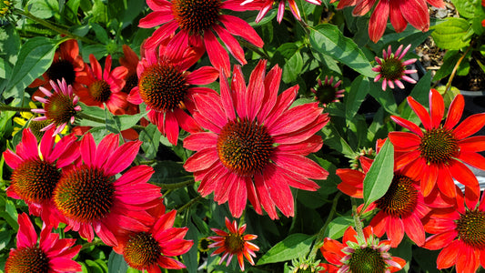 A close-up image of scarlet orange flowers with green foliage in the background, indicative of the Frankly Scarlet Coneflower.