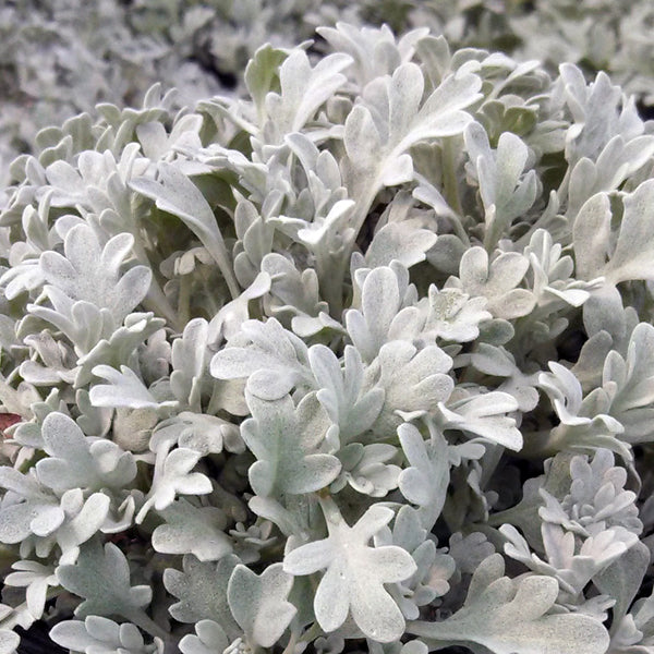 A close-up image of silver foliaged groundcover plant with scalloped edges and silver-grey color.