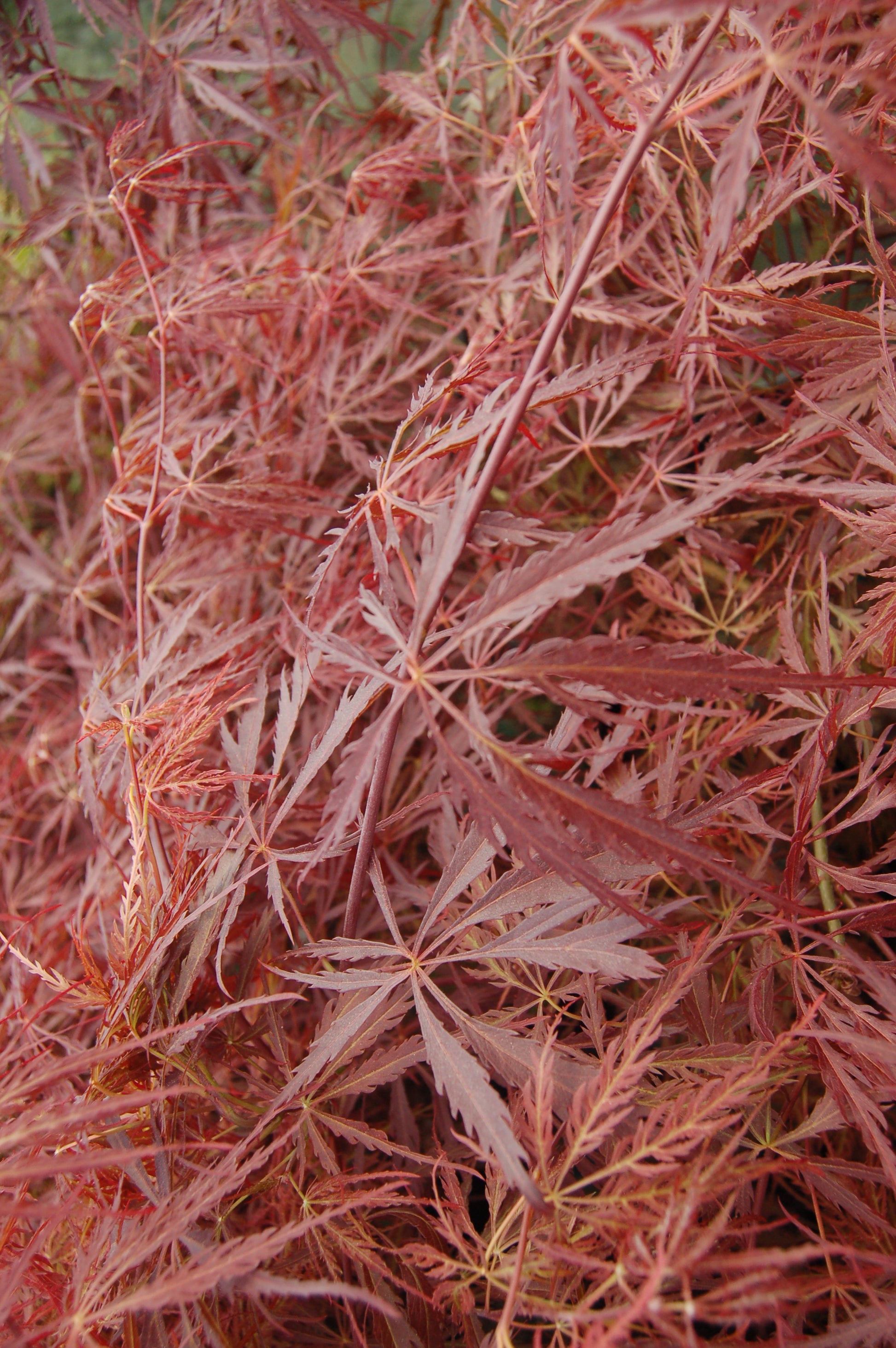 A close-up image of the Crimson Queen Weeping Japanese Maple showing its red, filigree-textured leaves.