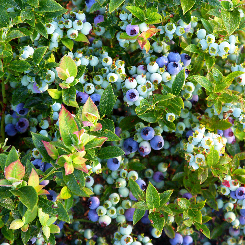 A close-up of Bushel and Berry Jelly Bean Blueberry shrub with clusters of blue and green berries visible among green leaves with red margins.
