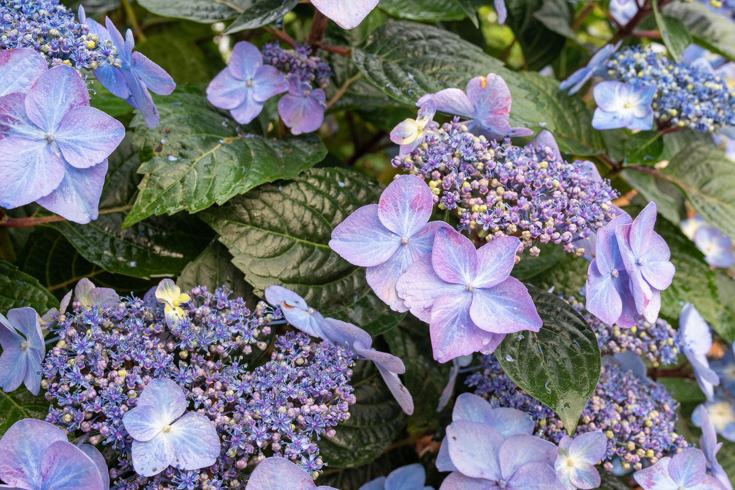 A close-up of Hydrangea flowers with blue, pink, and purple petals among dark green leaves.
