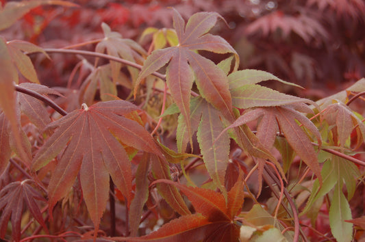 A close-up of Japanese maple leaves showing deep burgundy color and star-shaped foliage.