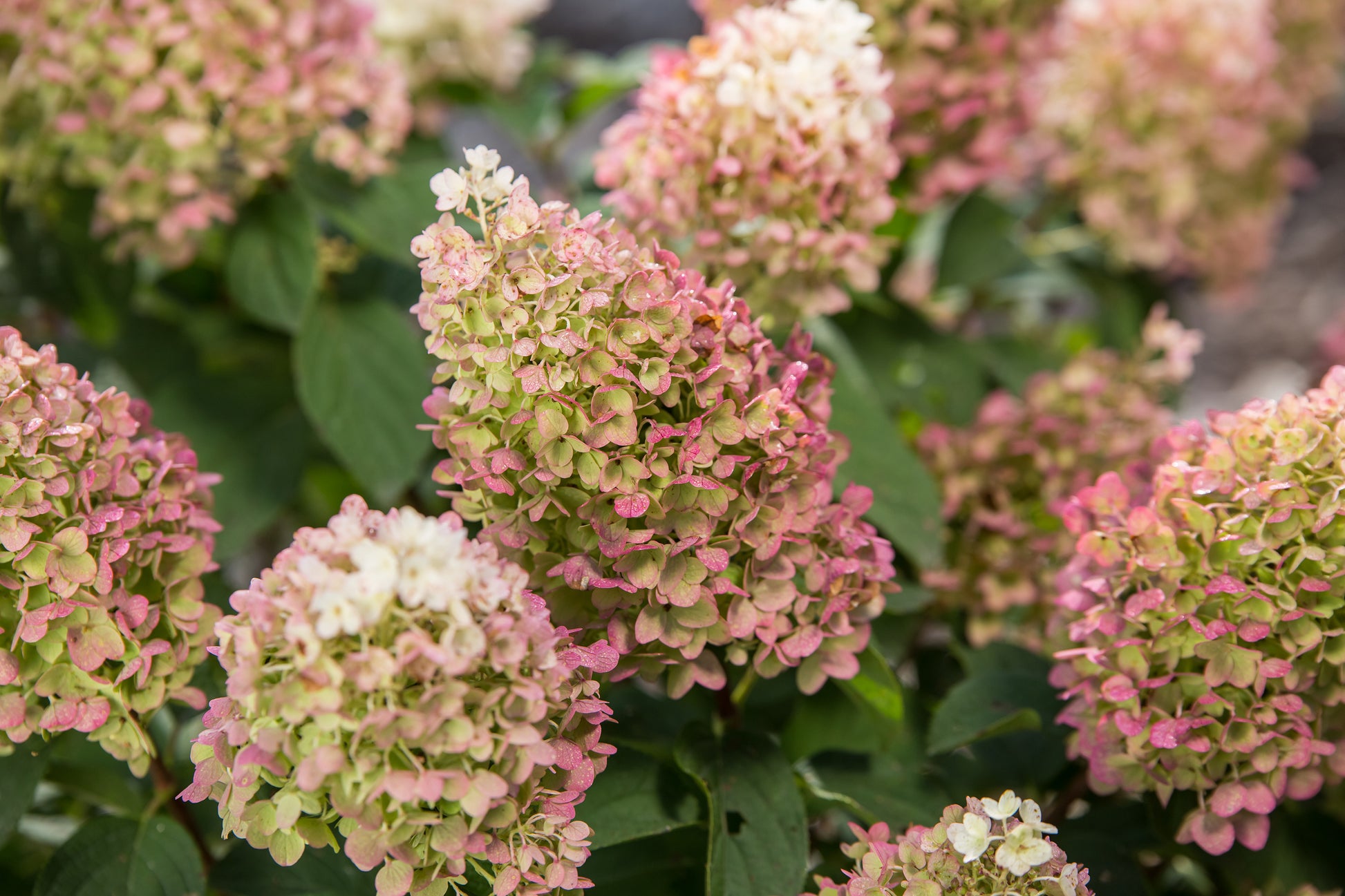 A close-up of Little Hottie® Panicle Hydrangea with green and pink leaves showing the compact form and large flower heads.