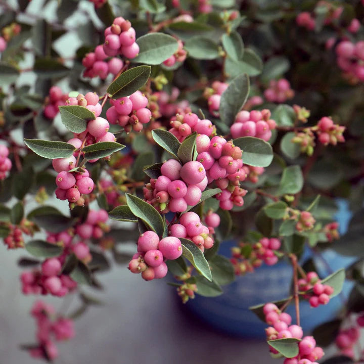 A close-up of Pinky Promise Snowberry shrub with clusters of gumball pink berries and green foliage.