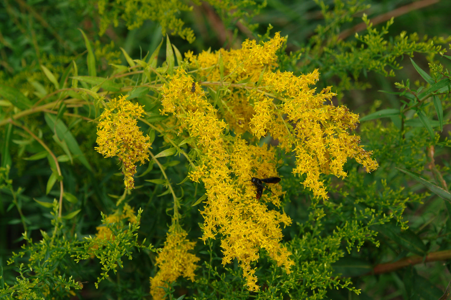 A close-up of Sweet Goldenrod with its yellow flowers and green foliage in the background.