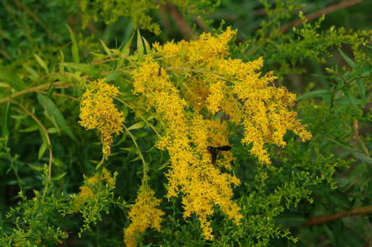 A close-up of Sweet Goldenrod with its yellow flowers and green foliage in the background.