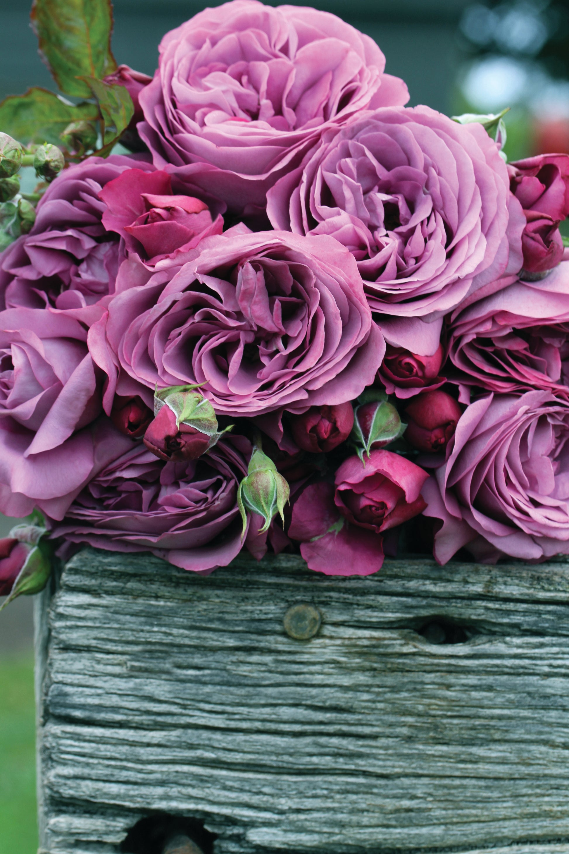A close-up of a purple rose bush showing several layered petals and green foliage.
