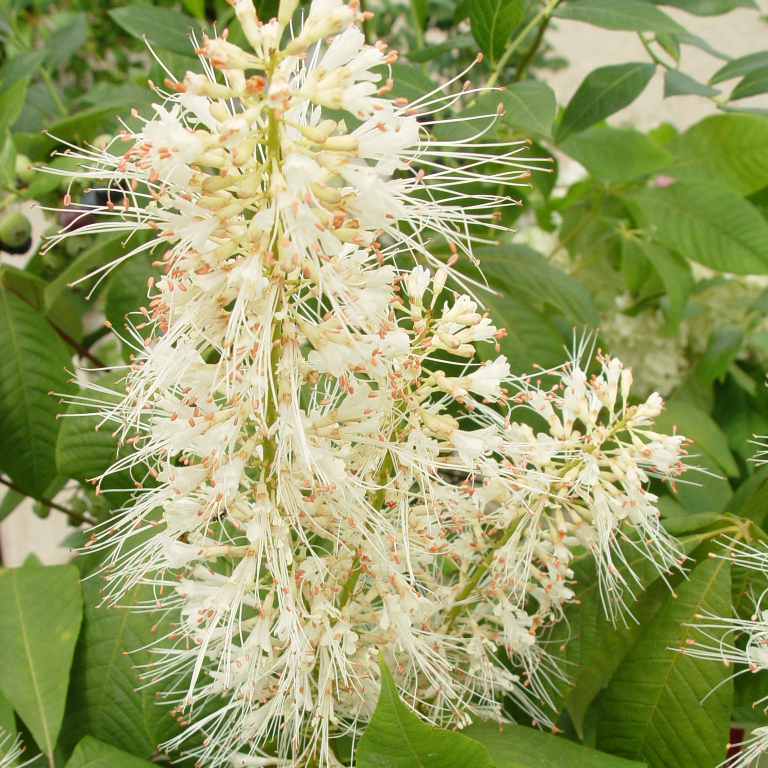 A close-up of a white Bottlebrush Buckeye flower cluster with green leaves in the background.