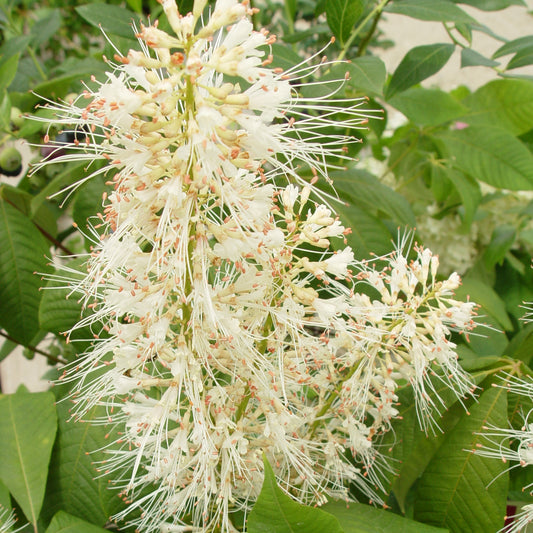 A close-up of a white Bottlebrush Buckeye flower cluster with green leaves in the background.