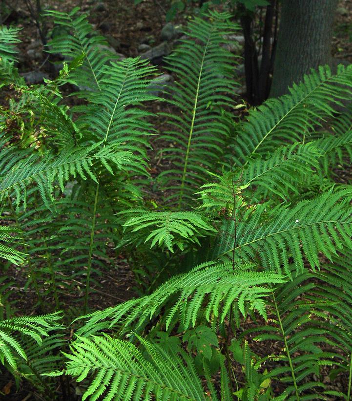 A close-up of lush green fern fronds with a blurred background of more fronds and possibly a tree trunk in the distance.
