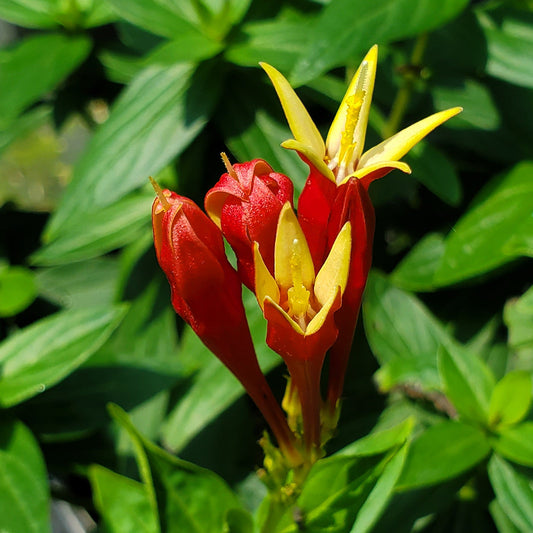 A close-up of red and yellow flowers, possibly Indian Pink wildflower, with green foliage in the background.