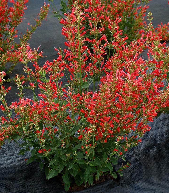 A close-up of red dwarf hummingbird mint flowers with vibrant red petals and green foliage in the background.
