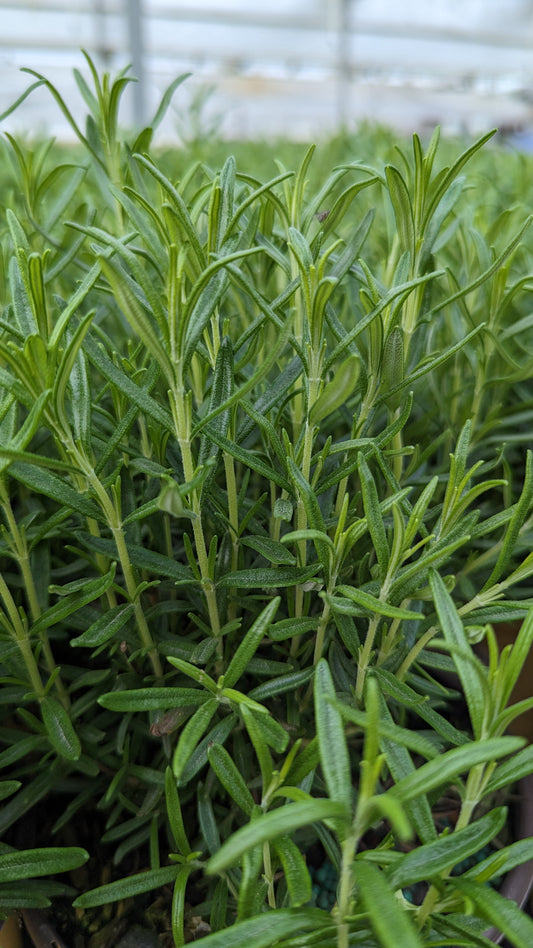 A close-up of rosemary foliage with vibrant green and blue hues, indicative of the plant's freshness and health.