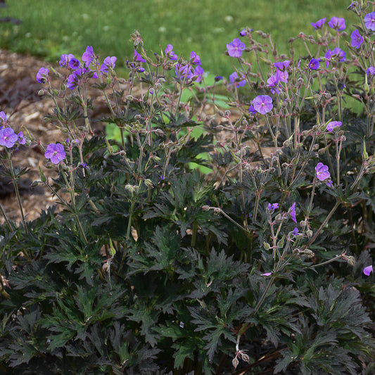 A close-up of the Boom Chocolatta Hardy Geranium plant, showing its dark green foliage and purple flowers.