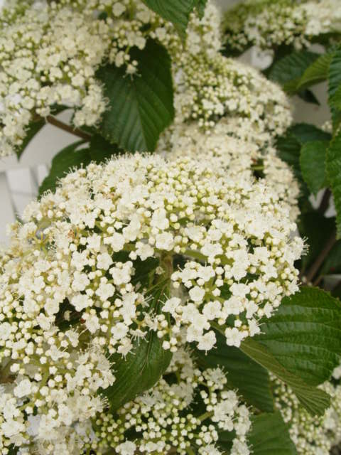 A close-up of the Cardinal Candy Viburnum plant showing bunches of white flowers and green foliage.