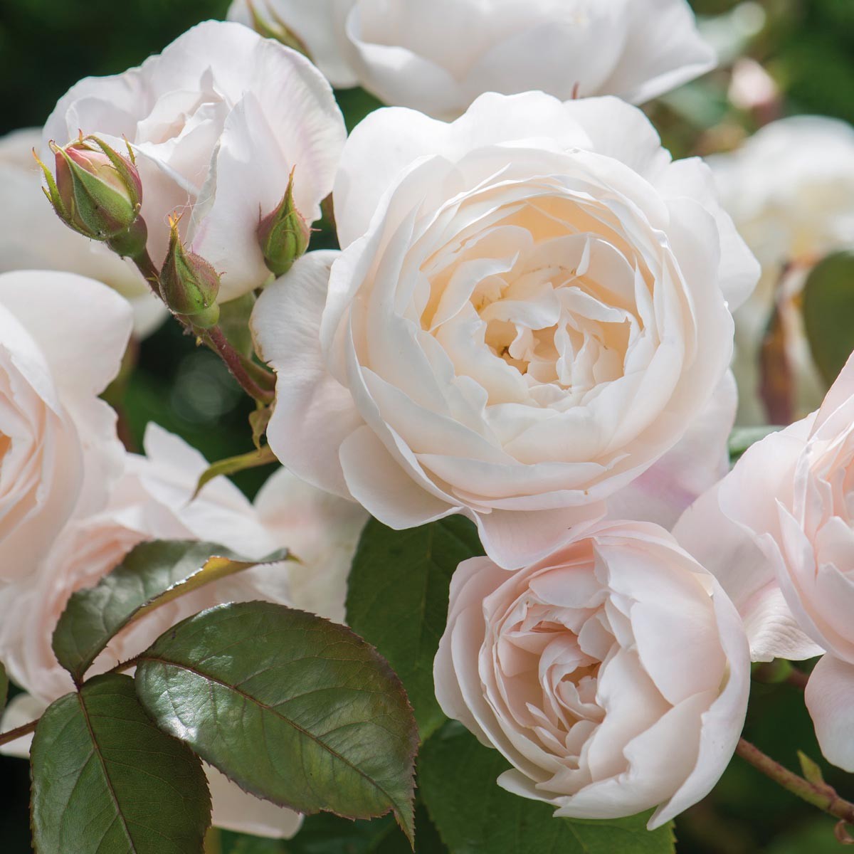A close-up of the Desdemona English Shrub Rose with white petals and a pinkish center, showing its fully opened flowers and green foliage.