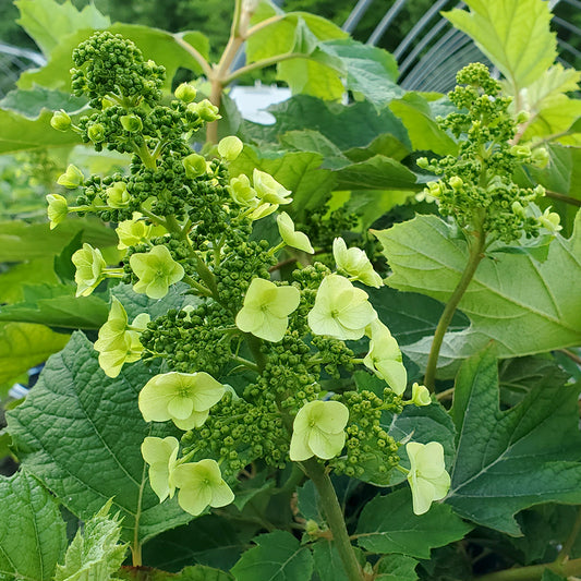 A close-up of the Munchkin Oakleaf Hydrangea with green leaves and dense, white flower clusters.