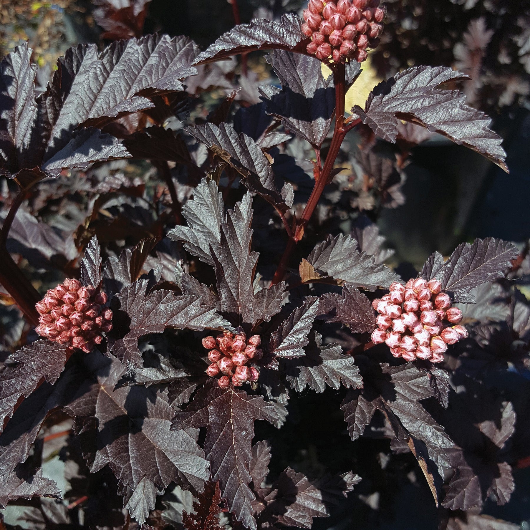 A close-up of the Panther Ninebark shrub with dark purple leaves and pink flower buds.
