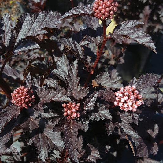 A close-up of the Panther Ninebark shrub with dark purple leaves and pink flower buds.