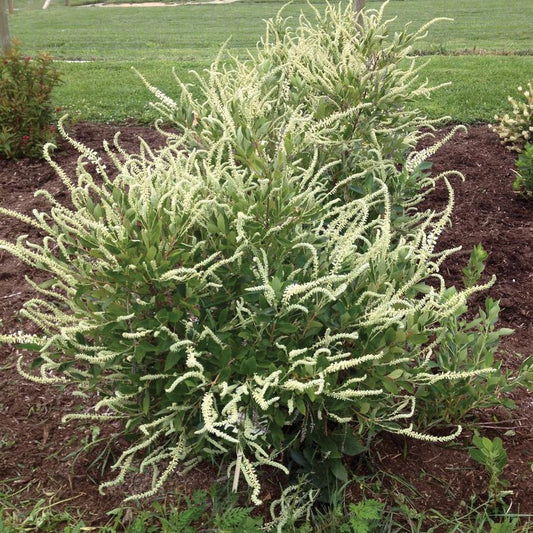 A close-up of the Summer Sparkler Summersweet plant with white flowers and green foliage in a garden setting.