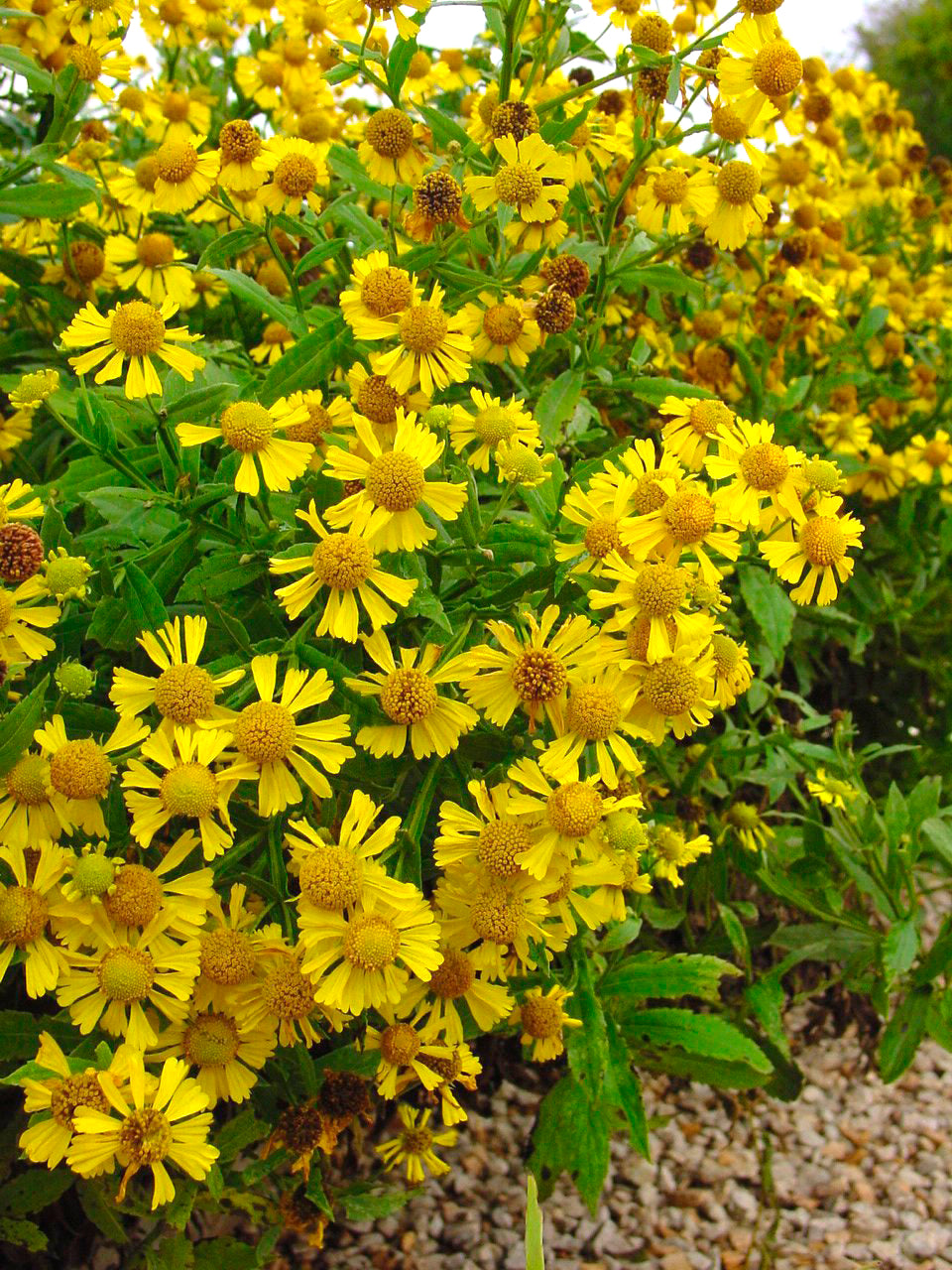 A close-up of yellow flowers from the Common Sneezeweed plant, showcasing its daisy-like blooms.