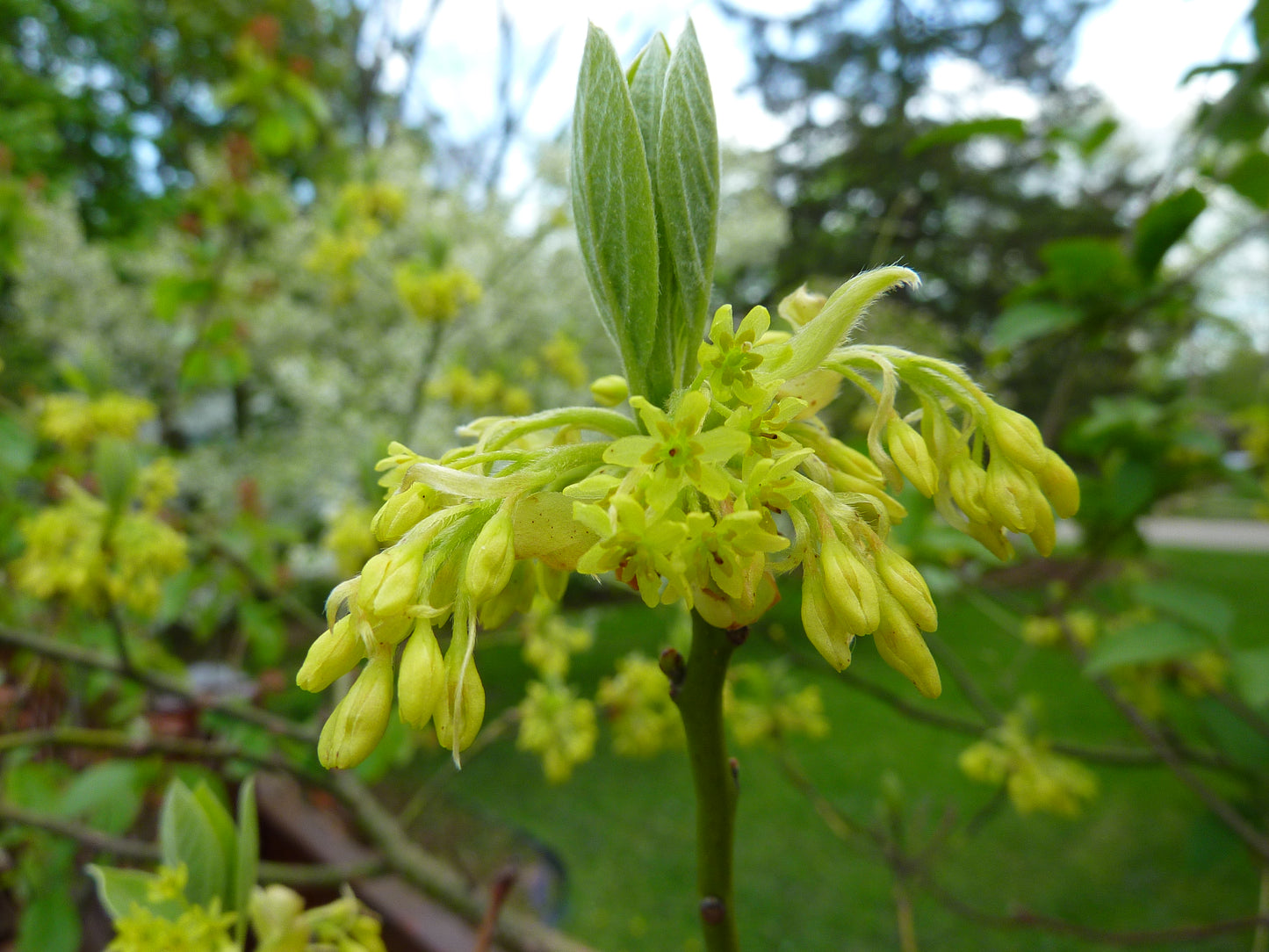 A close-up of yellow flowers on a Sassafras tree, with green leaves in the background.