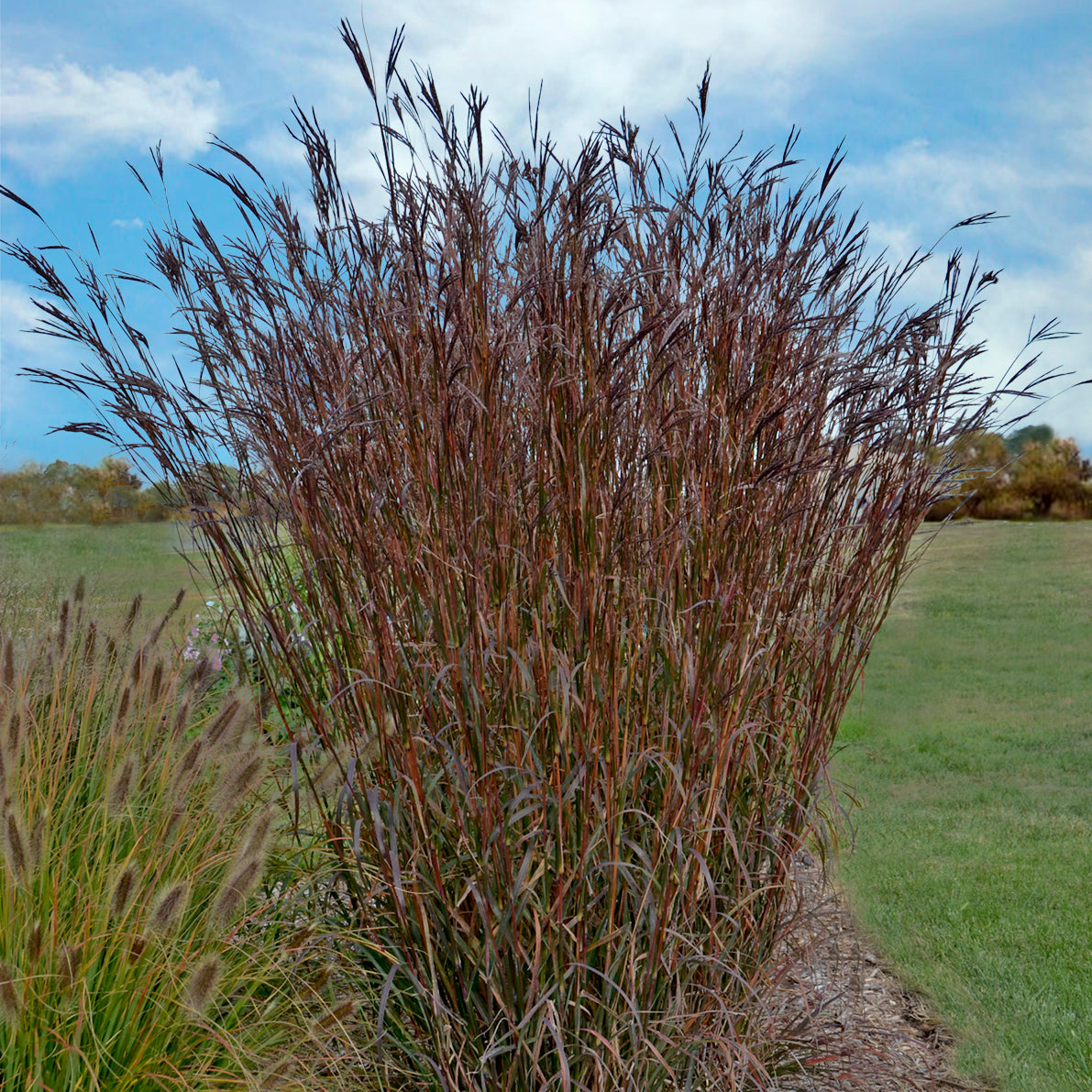 A clumping, upright growing grass with thin foliage displaying brilliant copper-red fall color.