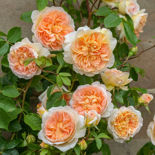A cluster of 'Bathsheba™ English Roses' with peachy-yellow and fragrant flowers, showing off-cup shaped rosettes on the bush.