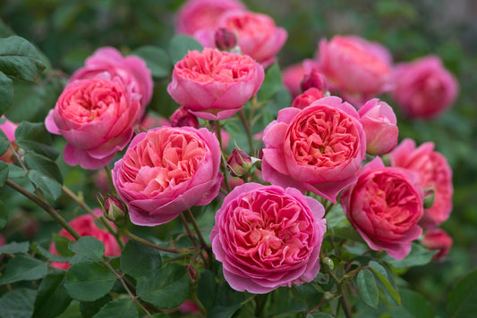 A cluster of Boscobel English Shrub Roses with rich pink and salmon coloring, displaying dense, full double flowers and dark green, glossy foliage.